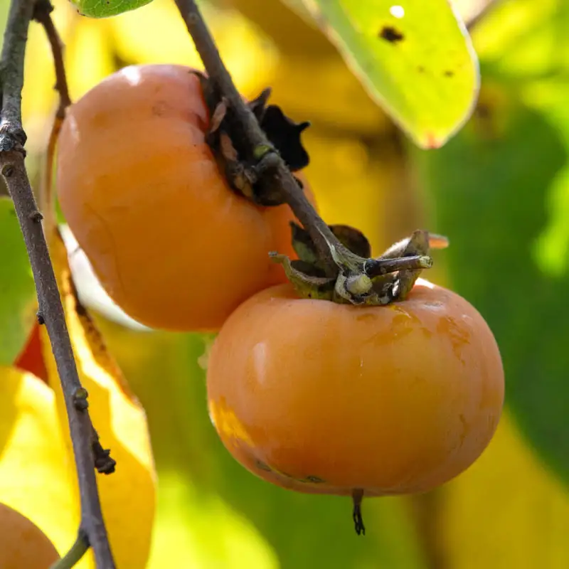 Caramel Cocktail Persimmon Tree - Image 2