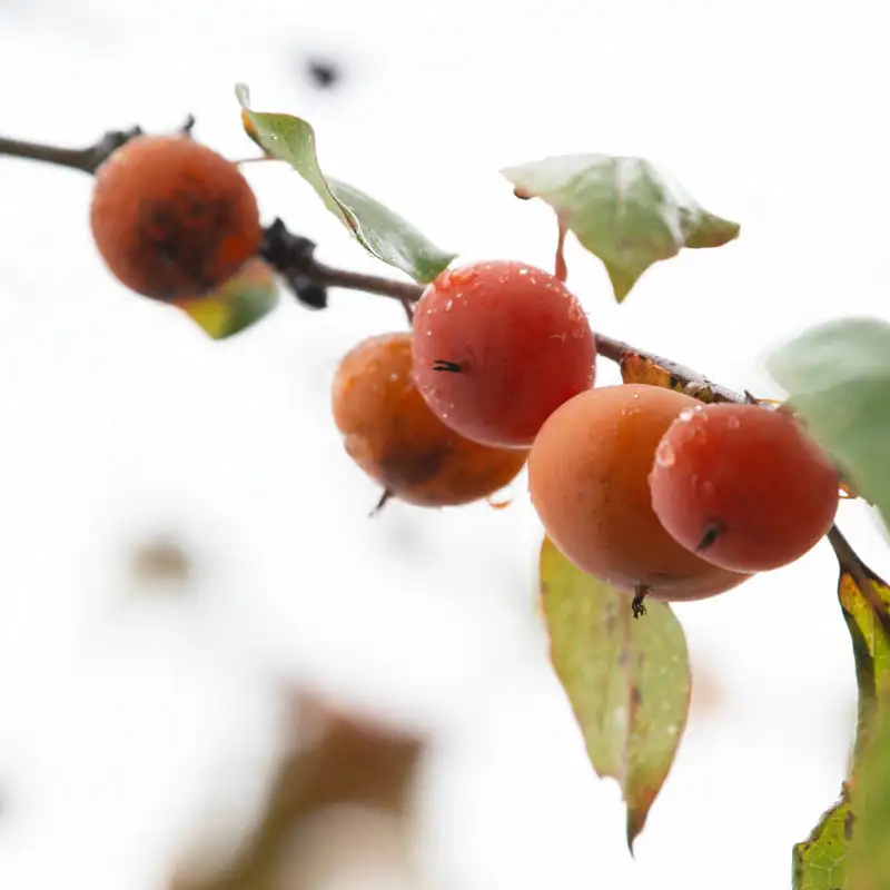 Caramel Cocktail Persimmon Tree - Image 4