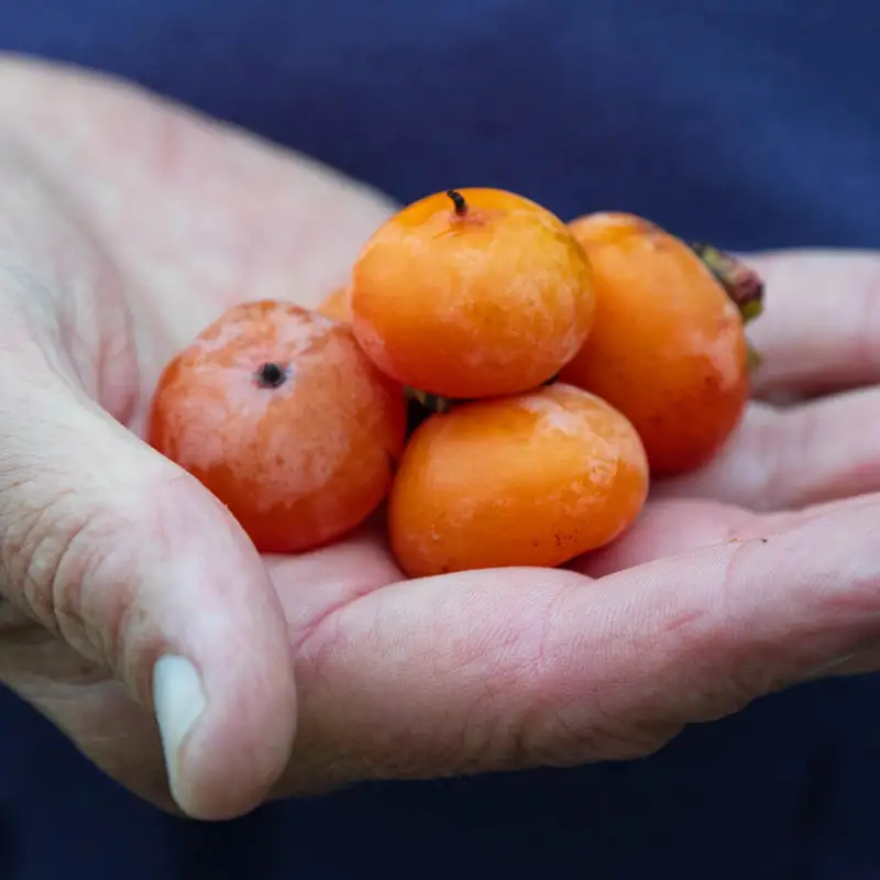 Caramel Cocktail Persimmon Tree - Image 5