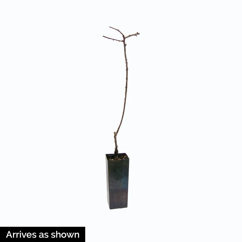 Caramel Cocktail Persimmon Tree - Image 6