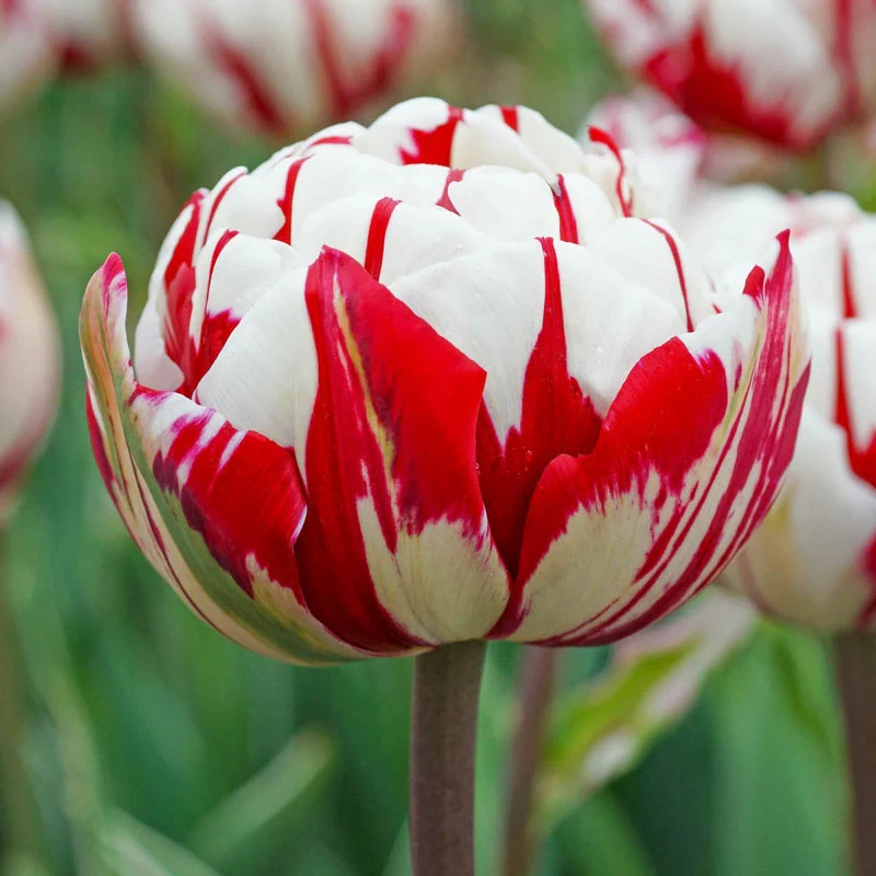 Carnaval De Nice Double Late Tulip - Image 2