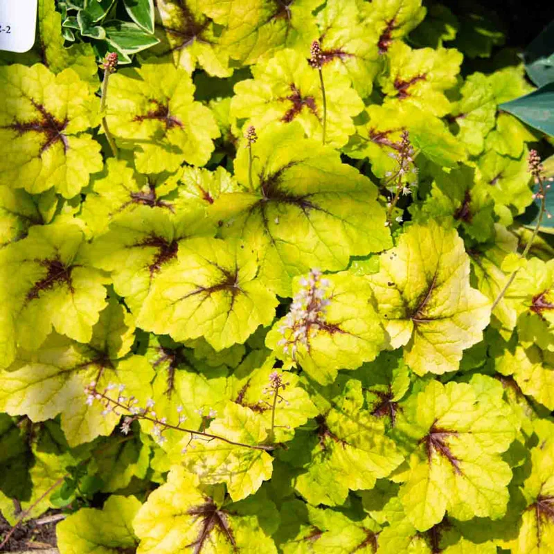 Catching Fire Heucherella - Image 3