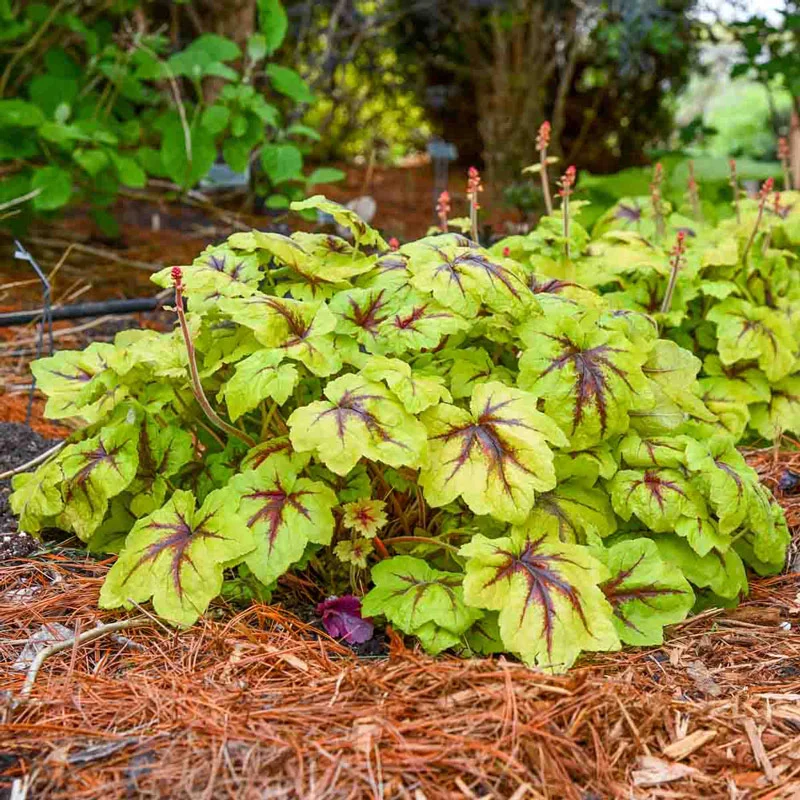 Catching Fire Heucherella - Image 4