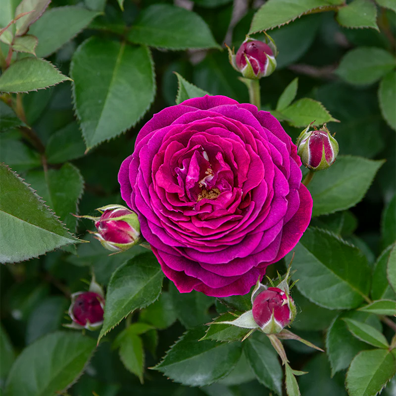 WOW!® Celestial Night® Floribunda Rose - Image 3