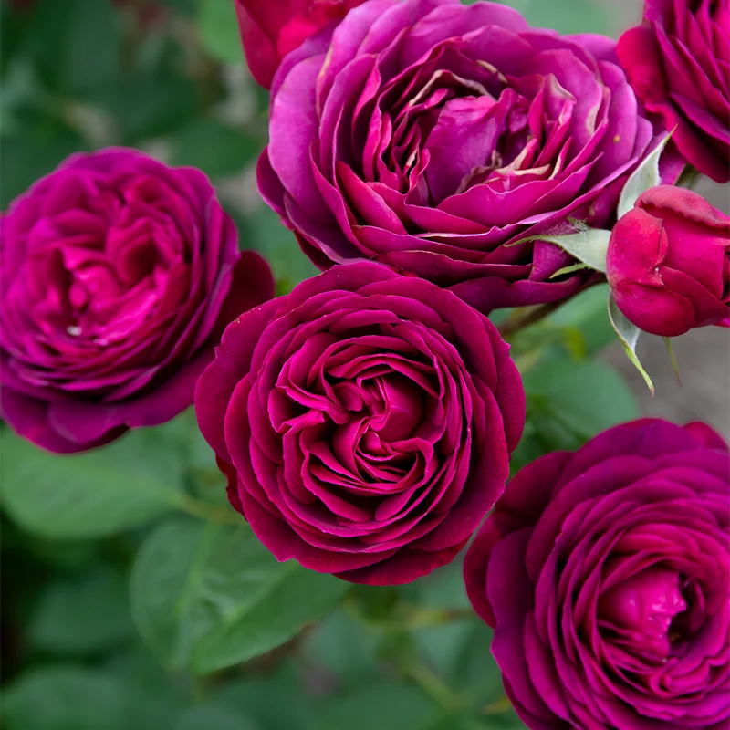 WOW!® Celestial Night® Floribunda Rose - Image 4