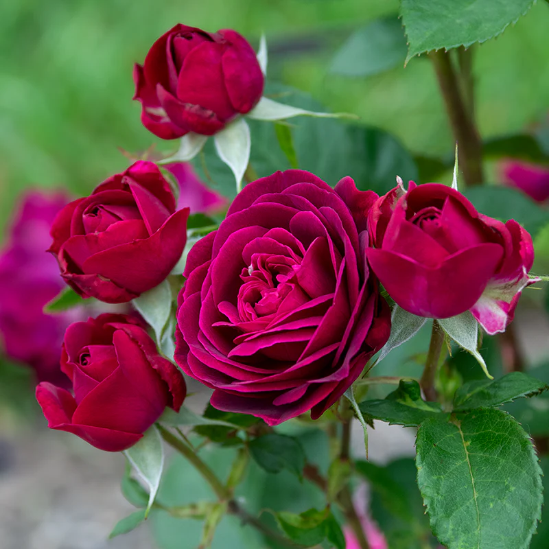 WOW!® Celestial Night® Floribunda Rose - Image 6