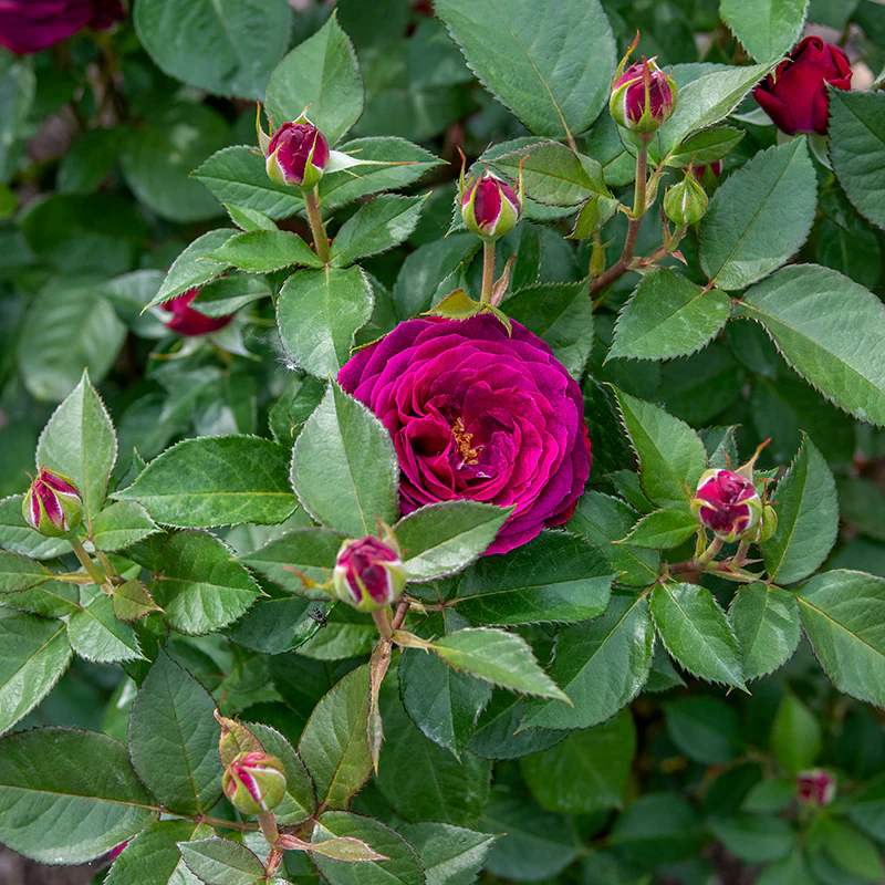 WOW!® Celestial Night® Floribunda Rose - Image 8