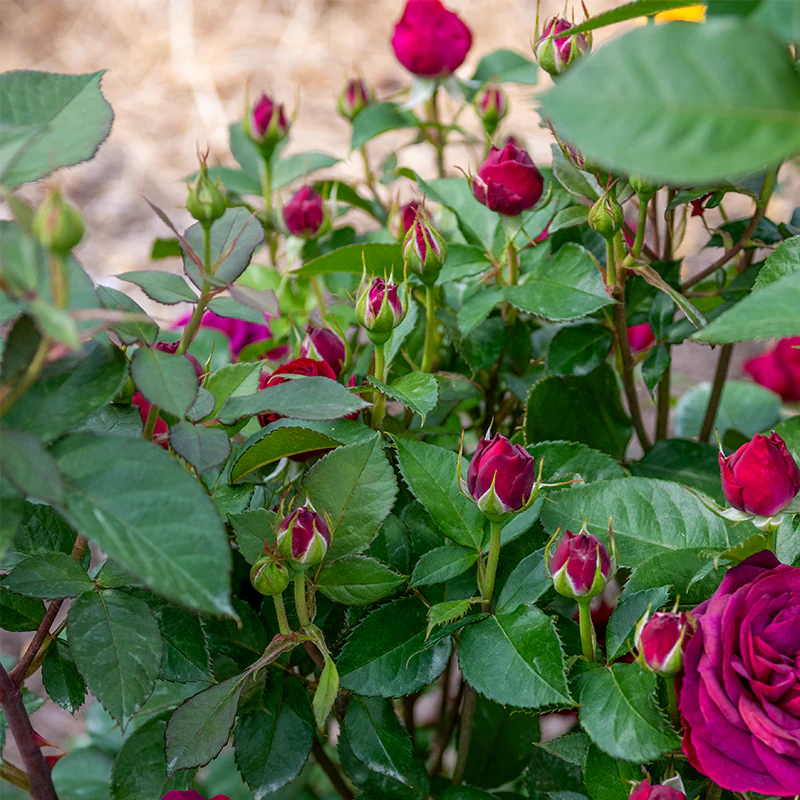 WOW!® Celestial Night® Floribunda Rose - Image 9