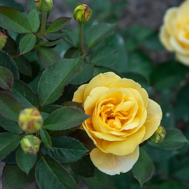 Ch-Ching™ Grandiflora Rose - Image 2