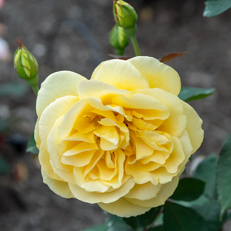 Ch-Ching™ Grandiflora Rose - Image 3