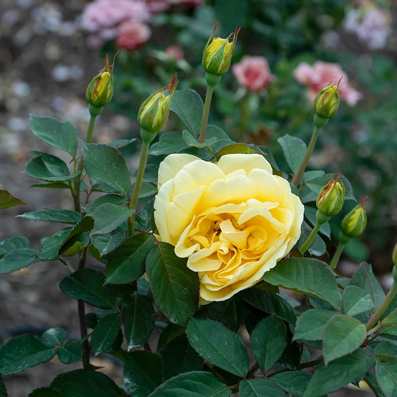 Ch-Ching™ Grandiflora Rose - Image 4
