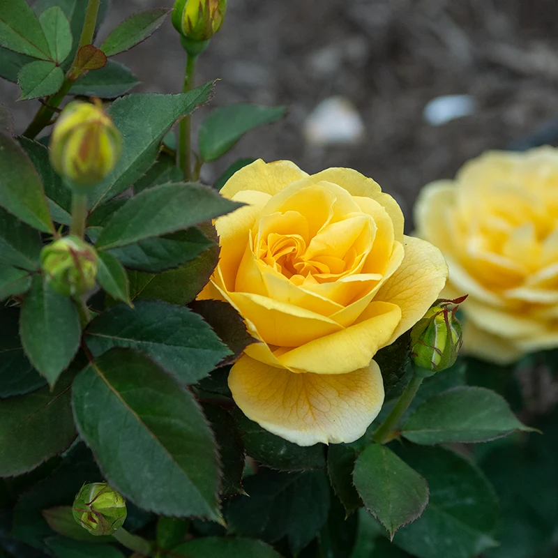 Ch-Ching™ Grandiflora Rose - Image 5