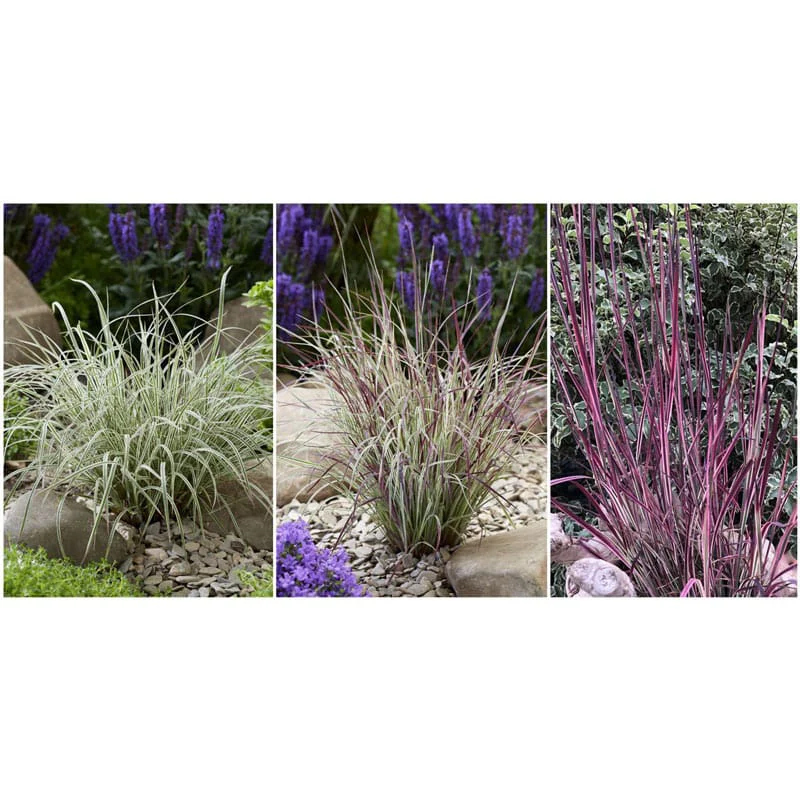Chameleon Variegated Little Bluestem - Image 3