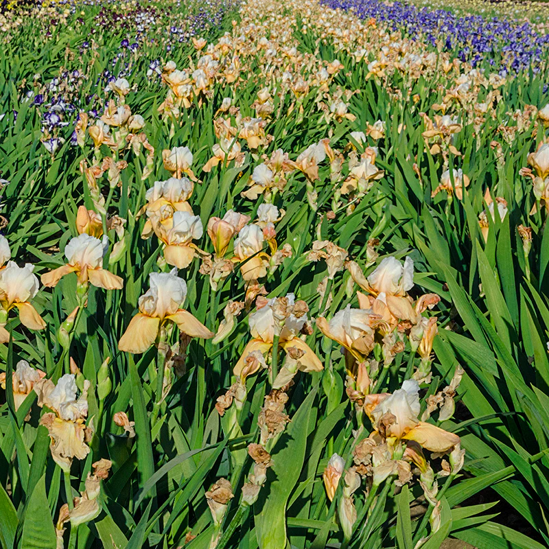 Champagne Elegance™ Reblooming Iris - Image 3