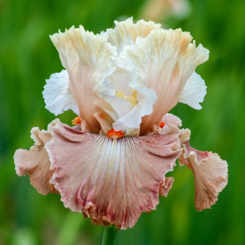 Champagne & Strawberries Bearded Iris