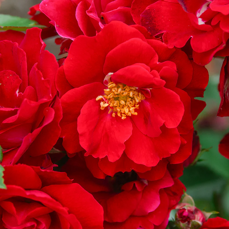 Champlain Shrub Rose - Image 2