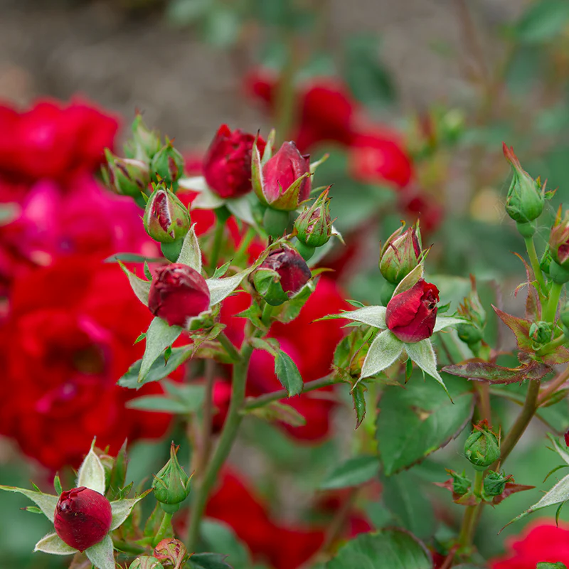 Champlain Shrub Rose - Image 3