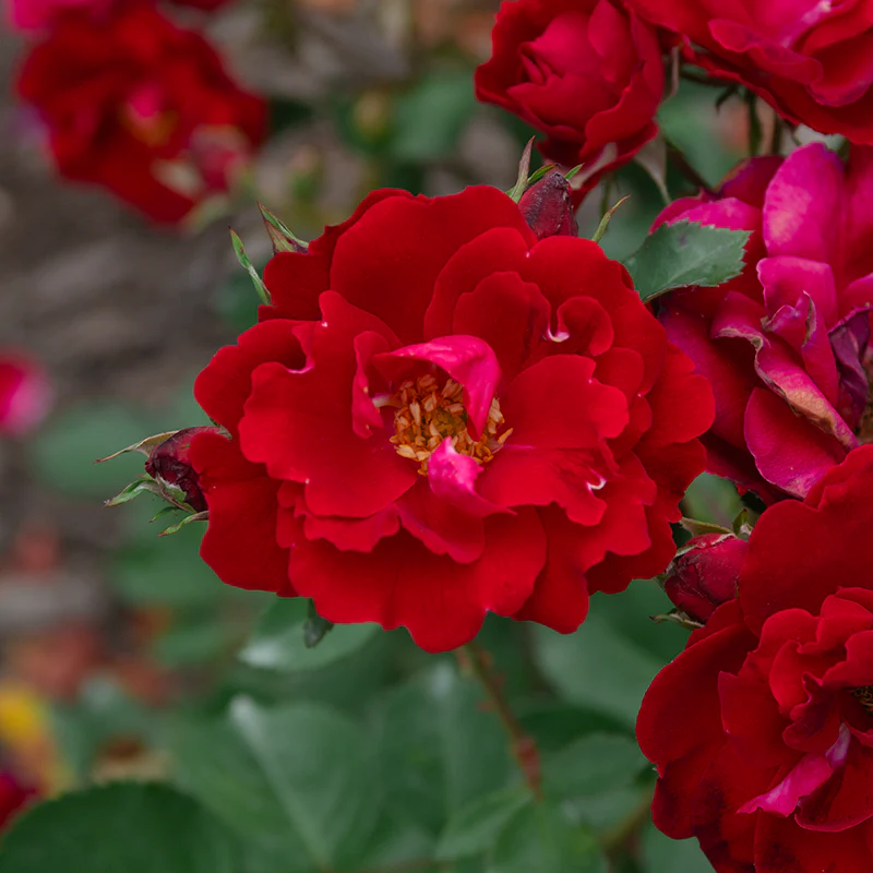 Champlain Shrub Rose - Image 4