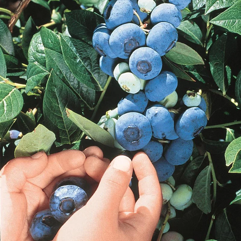 Chandler Blueberry - Image 2
