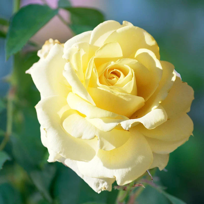 Chantilly Cream™ Hybrid Tea Rose - Image 2
