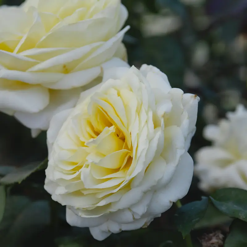 Chantilly Cream™ Hybrid Tea Rose - Image 3