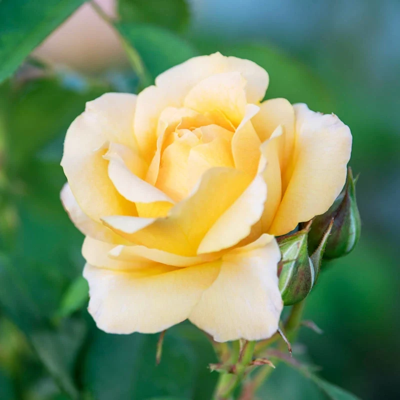Chantilly Cream™ Hybrid Tea Rose - Image 4