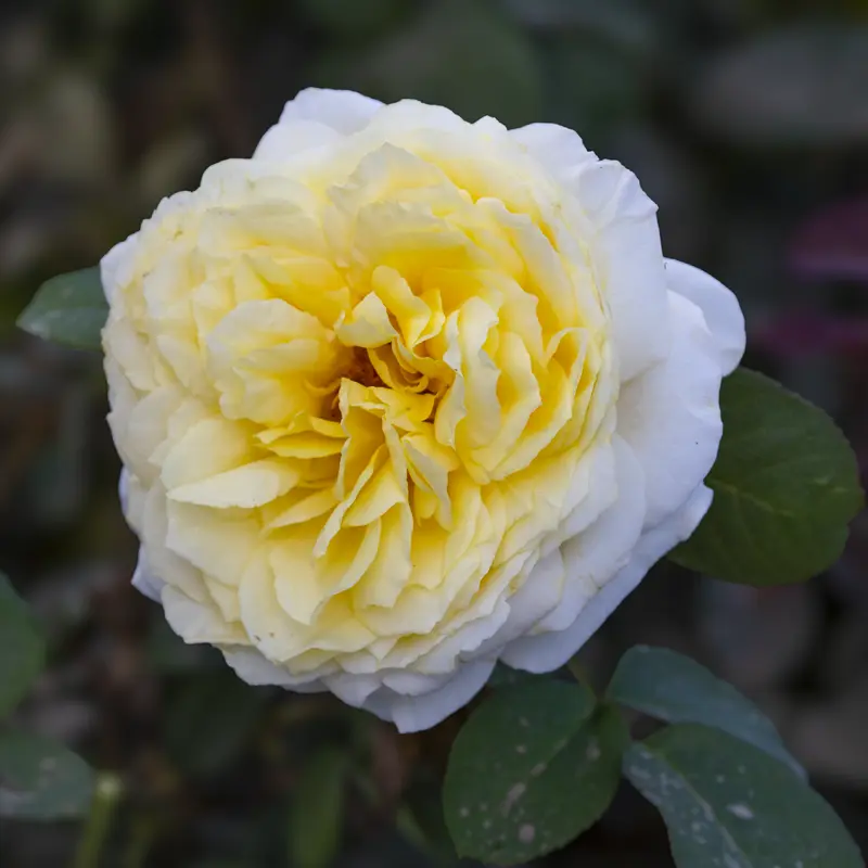 Chantilly Cream™ Hybrid Tea Rose - Image 5
