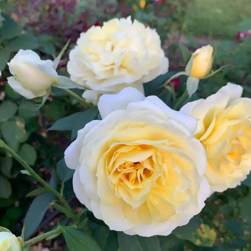 Chantilly Cream™ Hybrid Tea Rose - Image 6
