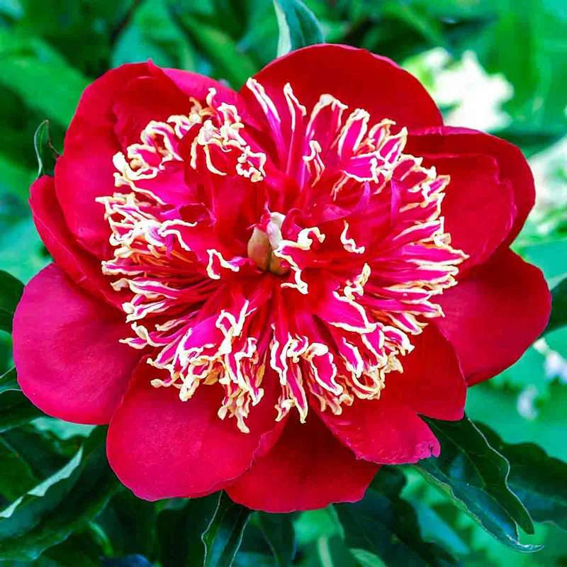 Charles Burgess Peony