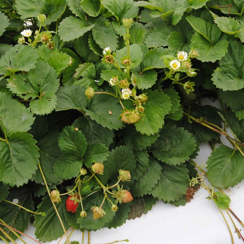 Charlotte Strawberry - Image 2