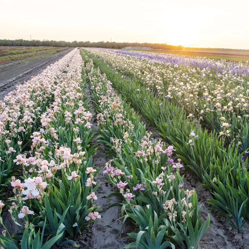 Chasing Destiny Bearded Iris - Image 2