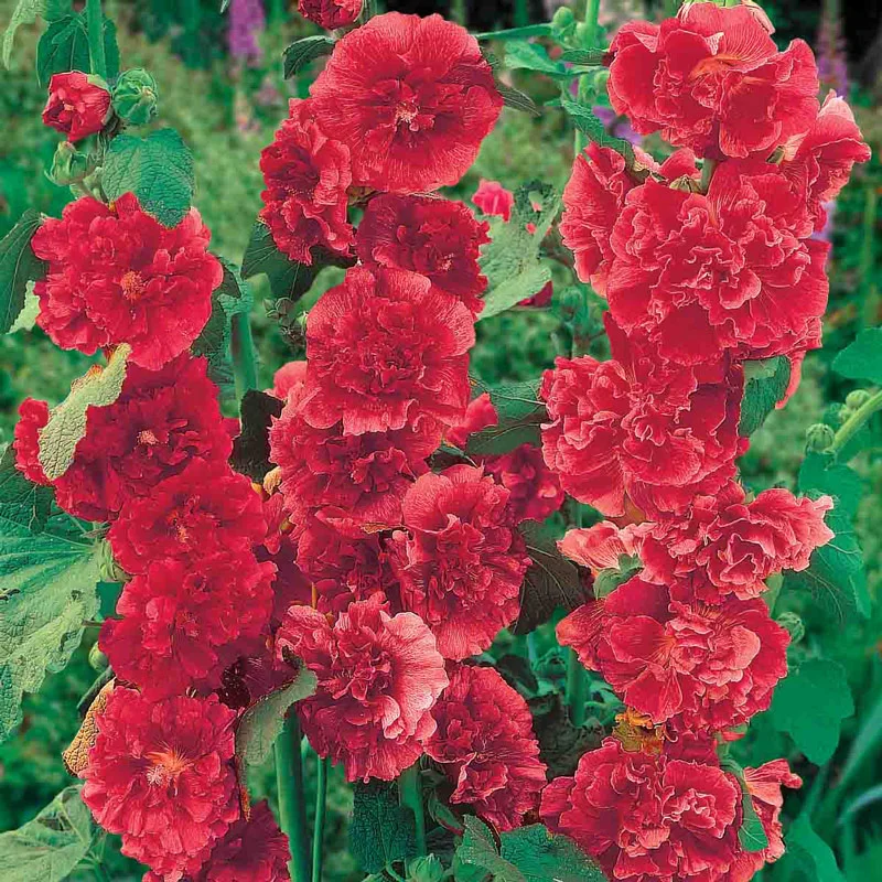 Chater's Double Red Hollyhock
