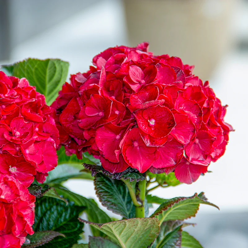 Cherry-Go-Round ™ Bigleaf Hydrangea - Image 3