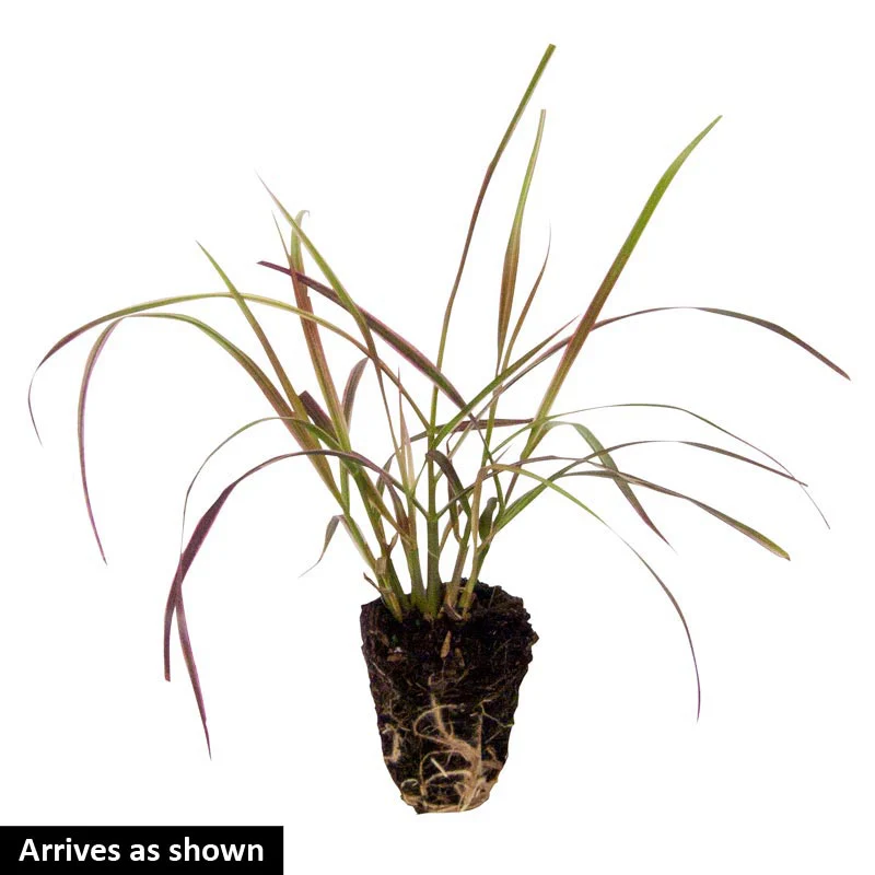Cherry Sparkler Fountain Grass - Image 2