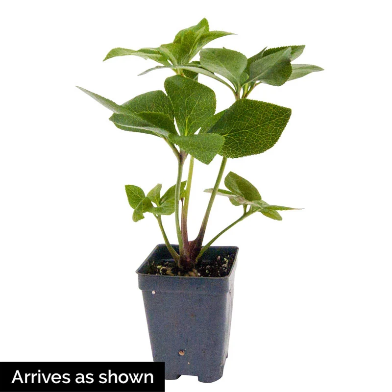 Cheryl's Shine Frostkiss® Hellebore - Image 2