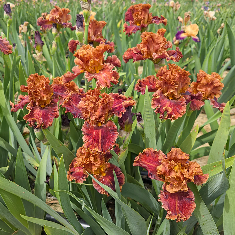 Chestnuts Roasting Bearded Iris - Image 2