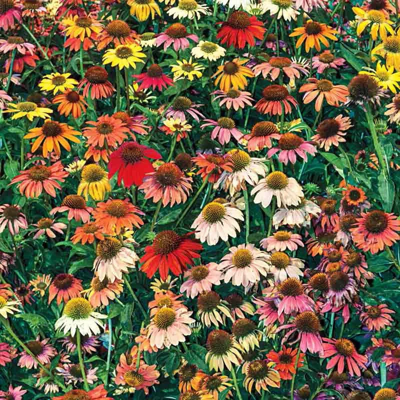Cheyenne Spirit Coneflower - Image 3