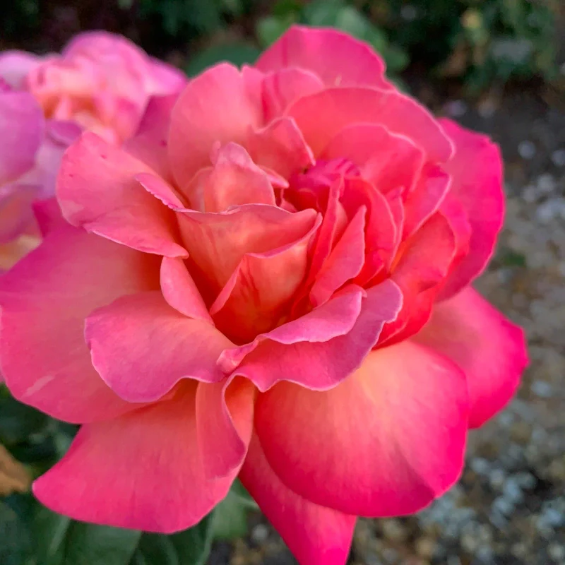 Chicago Peace Hybrid Tea Rose - Image 3