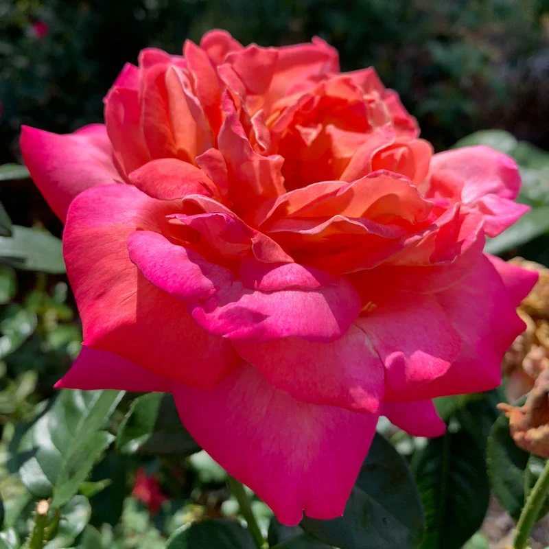 Chicago Peace Hybrid Tea Rose - Image 4