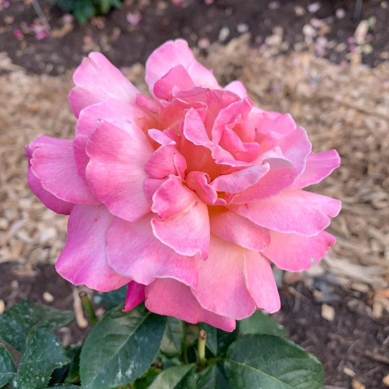 Chicago Peace Hybrid Tea Rose - Image 5