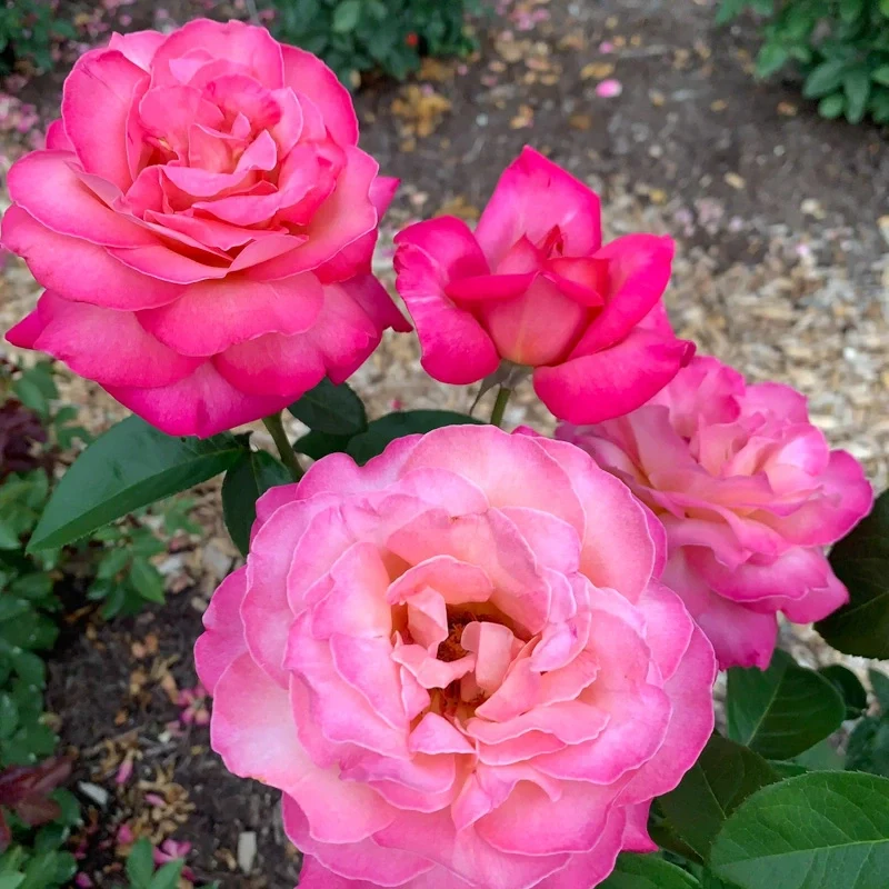 Chicago Peace Hybrid Tea Rose - Image 6