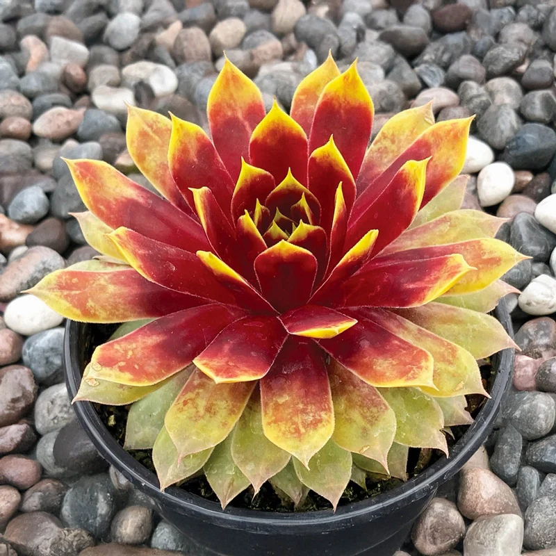 Chick Charms® Giants Gold Mine Hens & Chicks