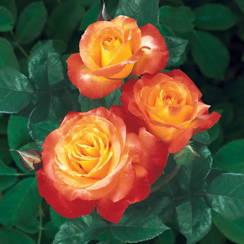 Rose Chihuly®