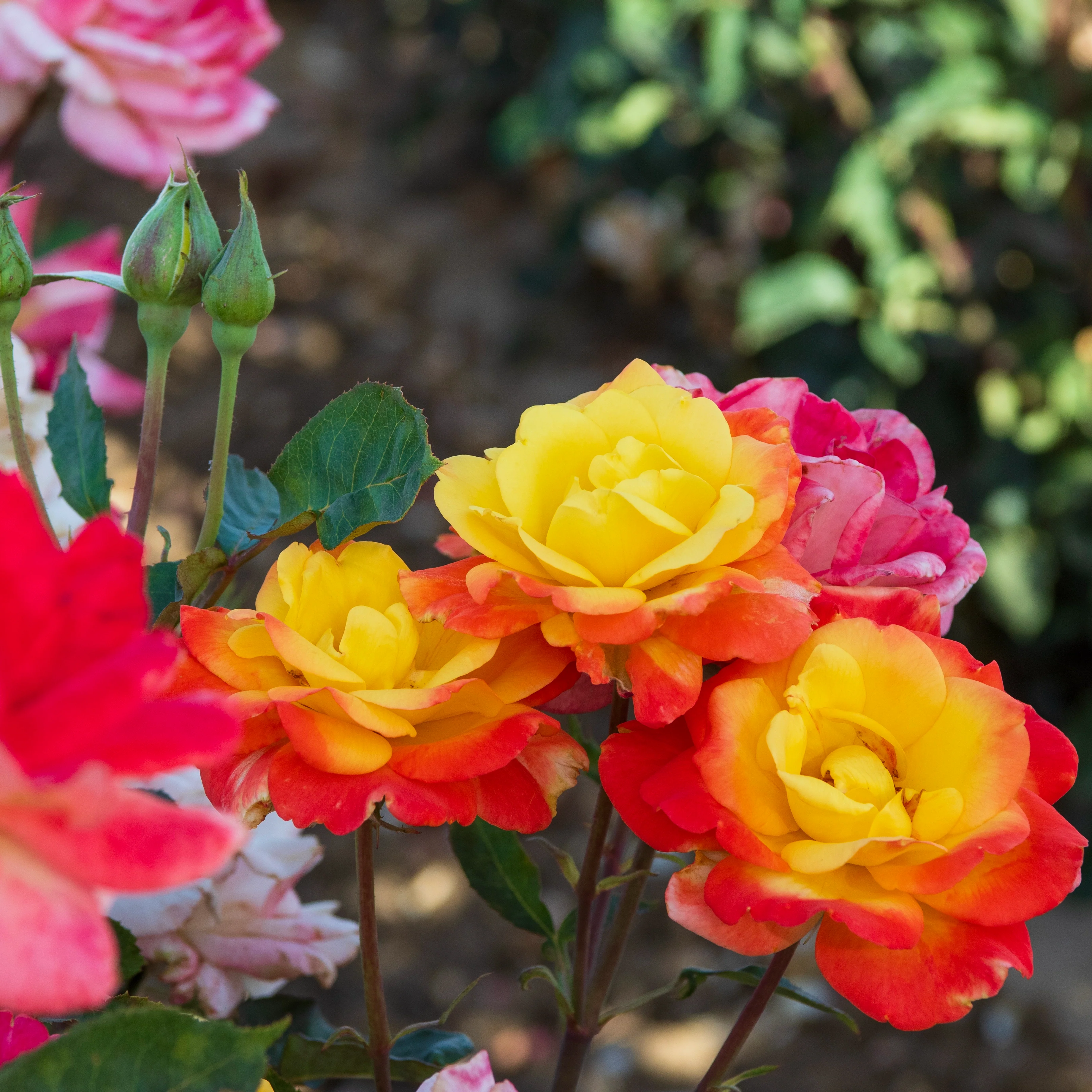 Rose Chihuly® - Image 2