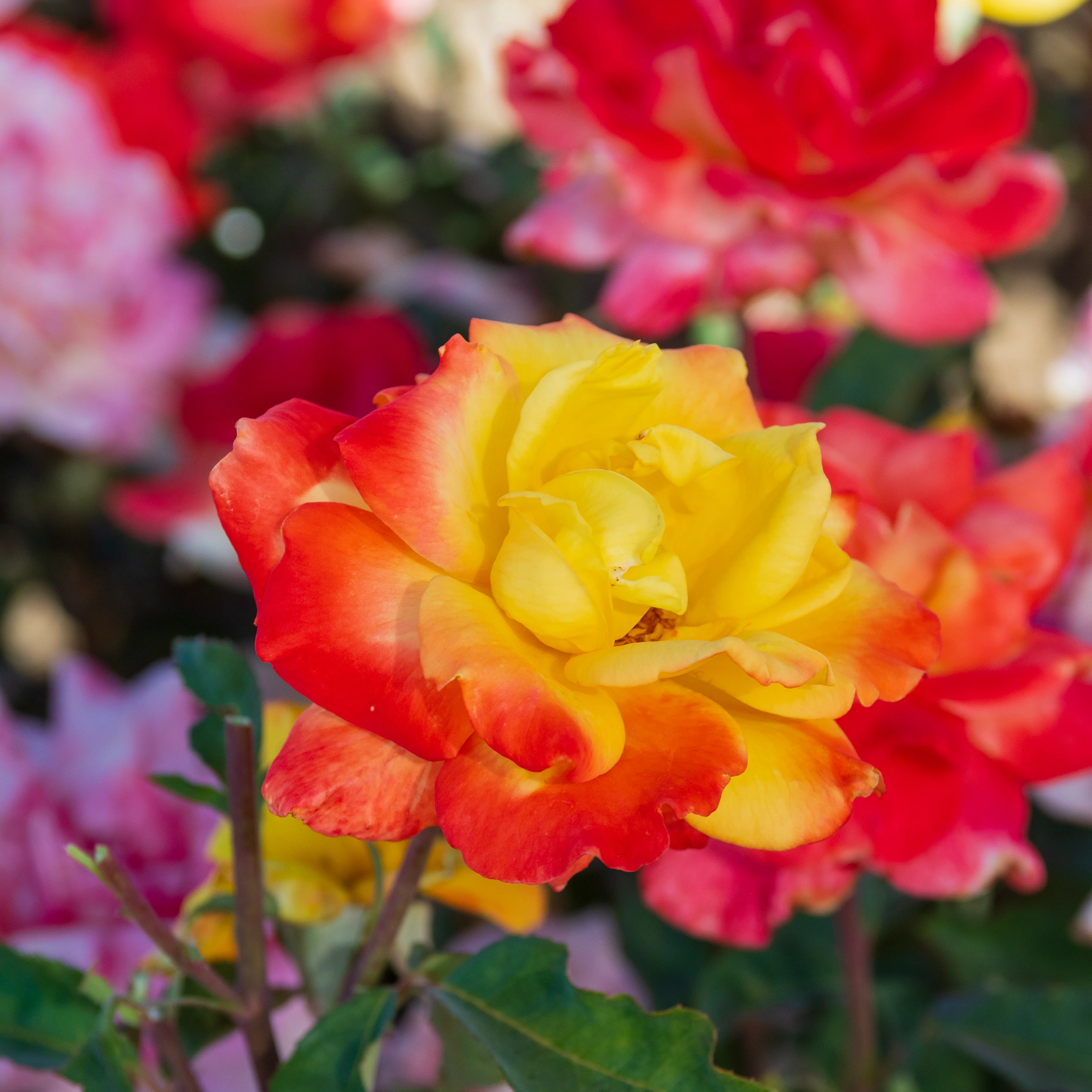 Rose Chihuly® - Image 3