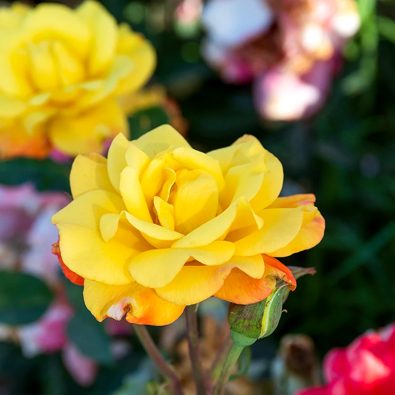 Rose Chihuly® - Image 4