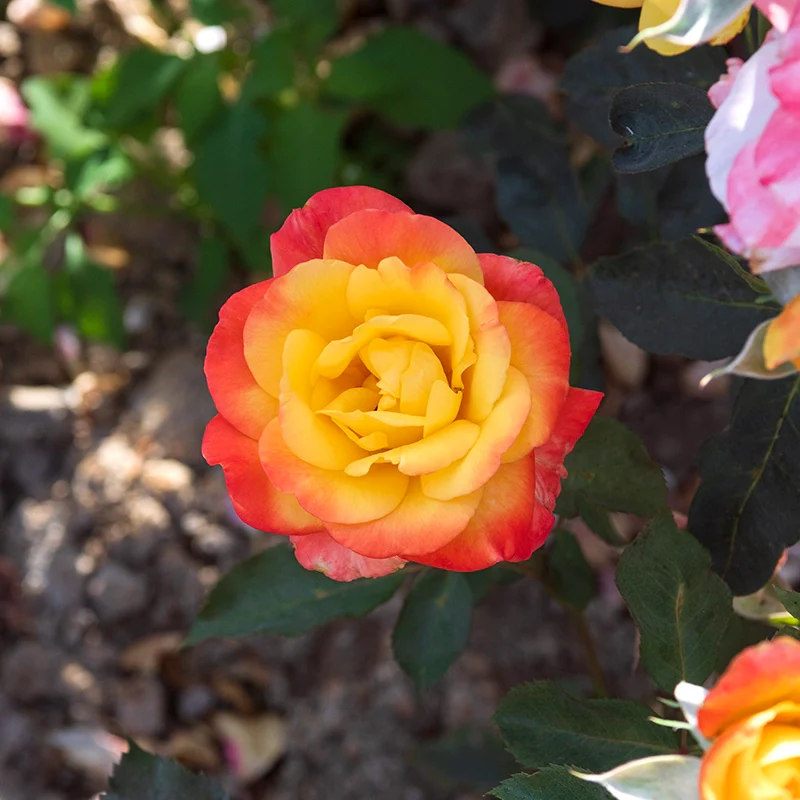 Rose Chihuly® - Image 5