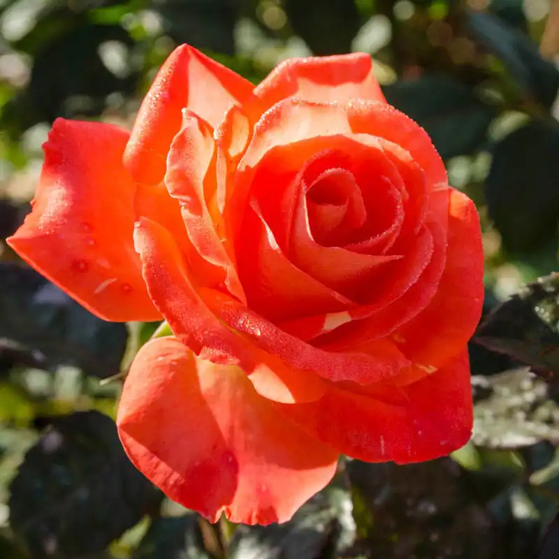 Rose Chihuly® - Image 7