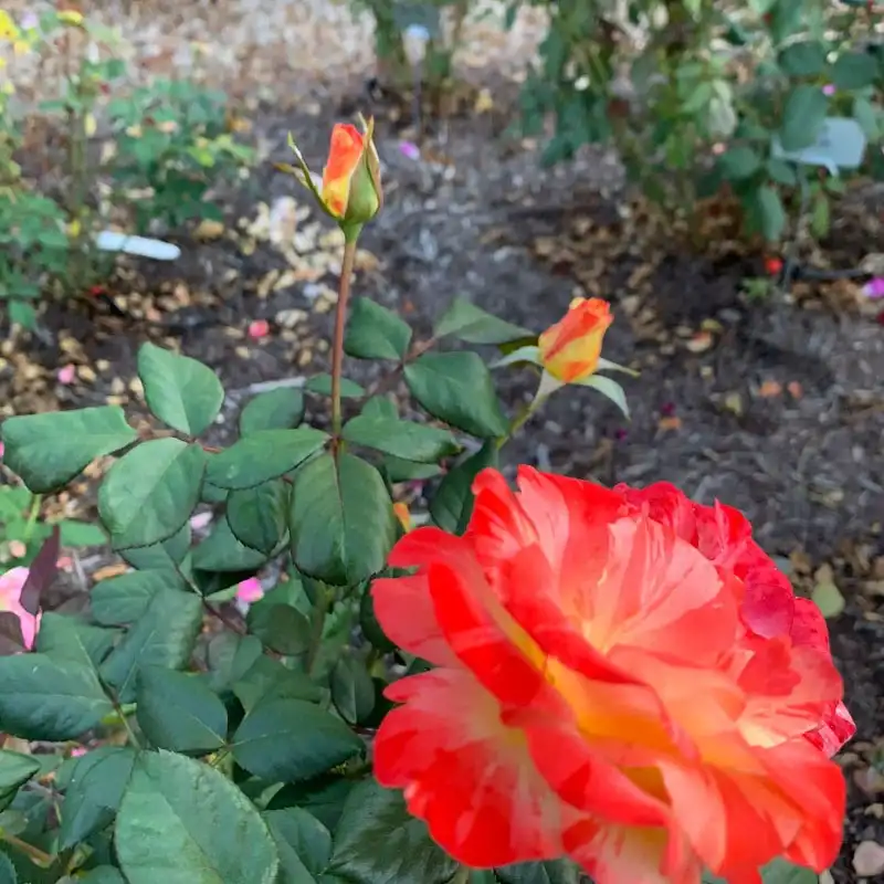 Rose Chihuly® - Image 8