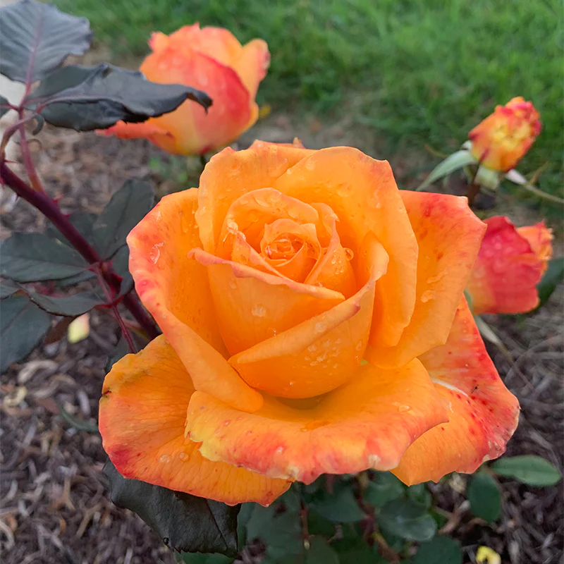Chris Evert™ Hybrid Tea Rose - Image 2